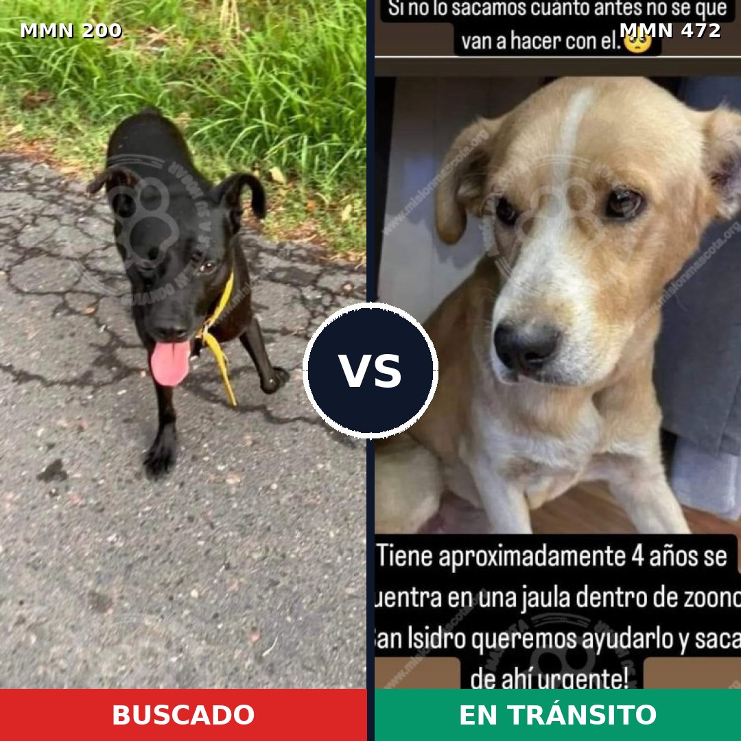 Comparativa MMS 4843: mascota perdida y mascota encontrada, 67% de similitud