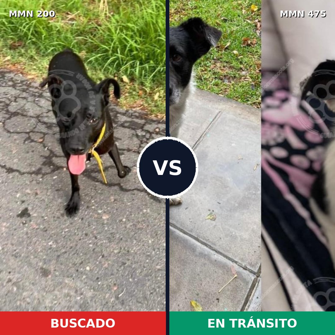 Comparativa MMS 4844: mascota perdida y mascota encontrada, 85% de similitud