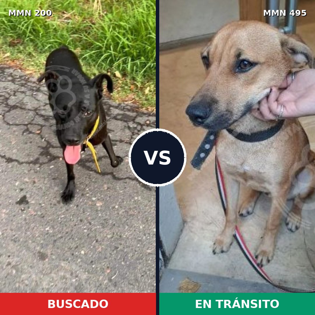 Comparativa MMS 4846: mascota perdida y mascota encontrada, 52% de similitud