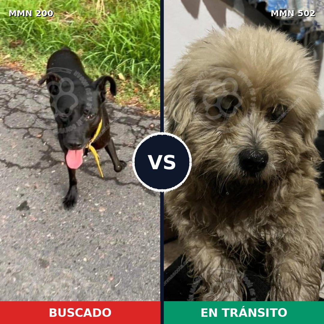 Comparativa MMS 4847: mascota perdida y mascota encontrada, 6% de similitud