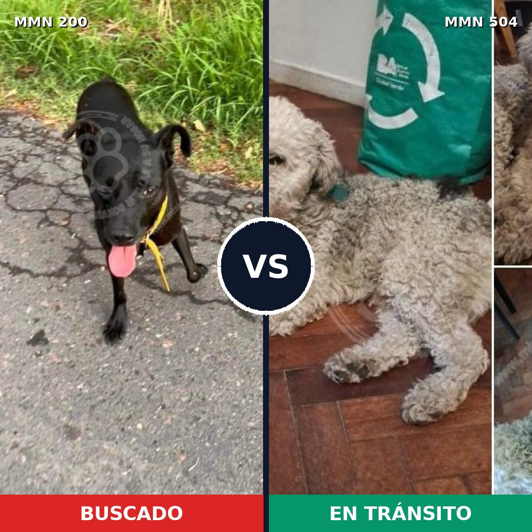 Comparativa MMS 4848: mascota perdida y mascota encontrada, 61% de similitud