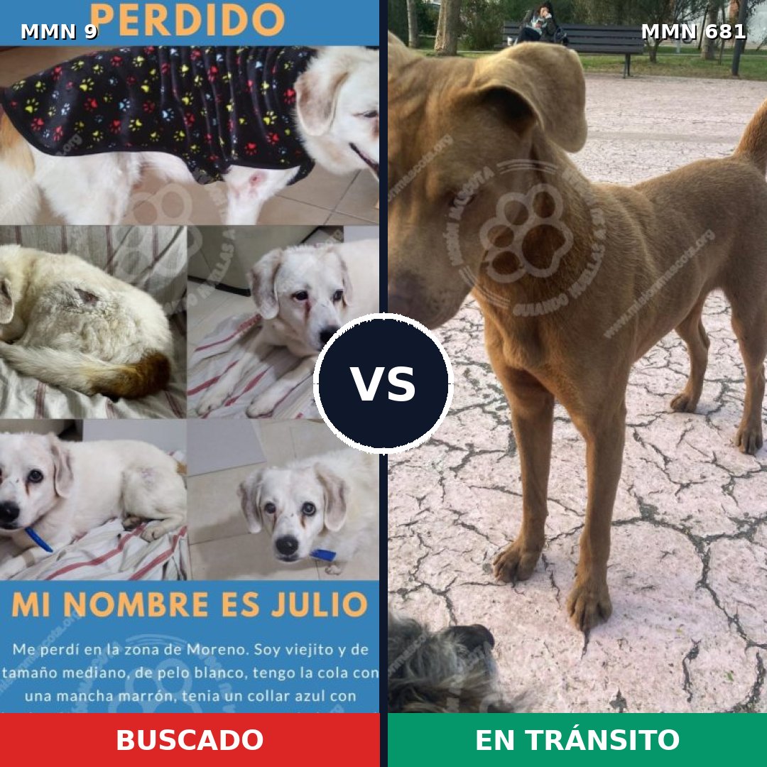 Comparativa MMS 485: mascota perdida y mascota encontrada, 35% de similitud
