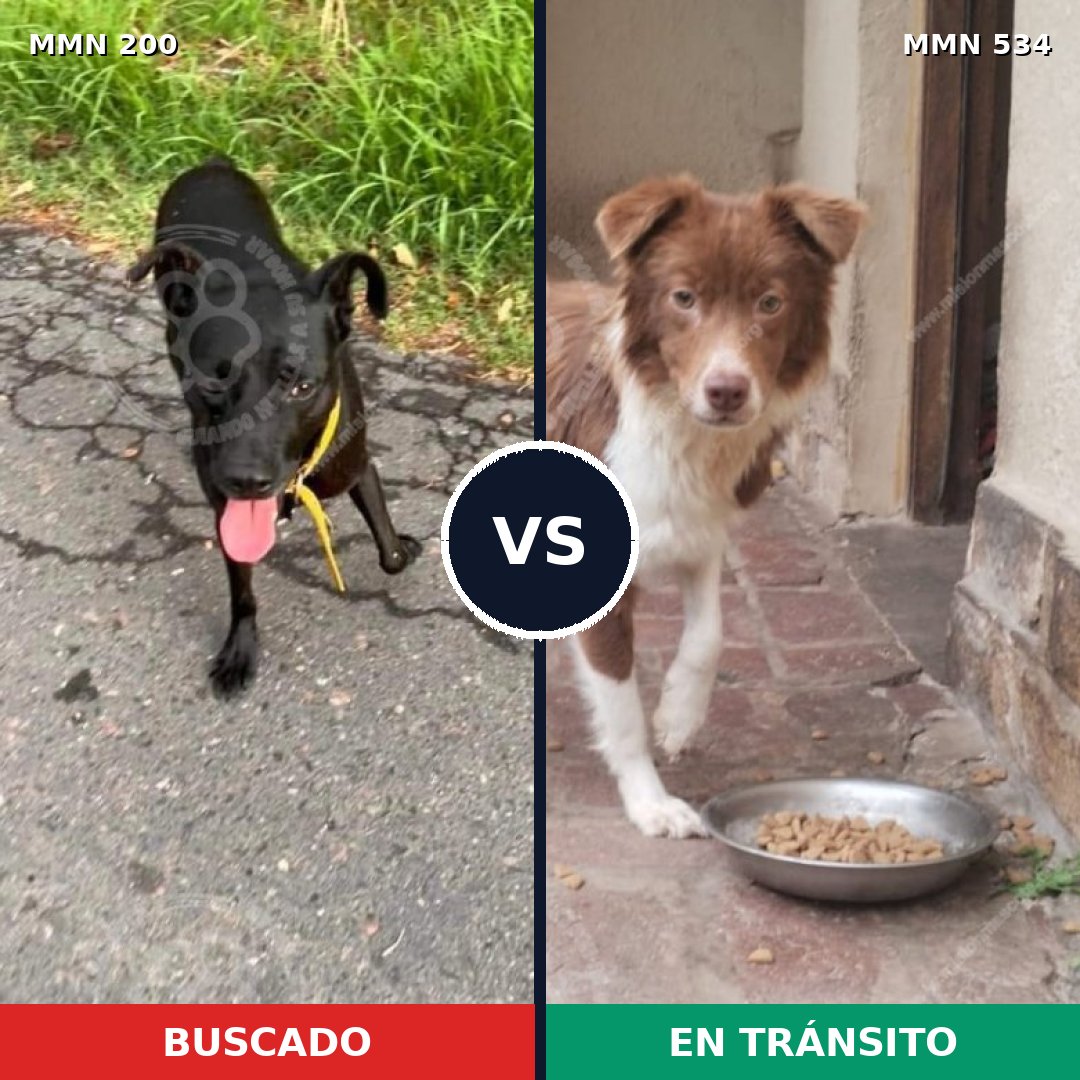 Comparativa MMS 4850: mascota perdida y mascota encontrada, 45% de similitud