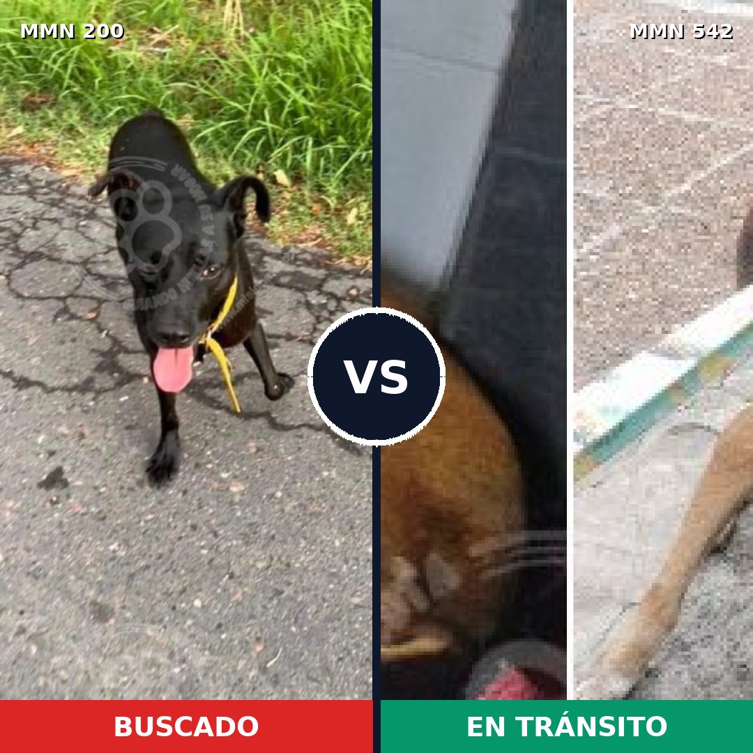 Comparativa MMS 4851: mascota perdida y mascota encontrada, 25% de similitud