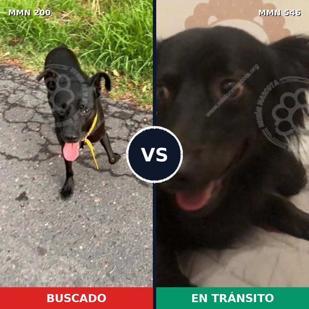 Comparativa MMS 4852: mascota perdida y mascota encontrada, 27% de similitud
