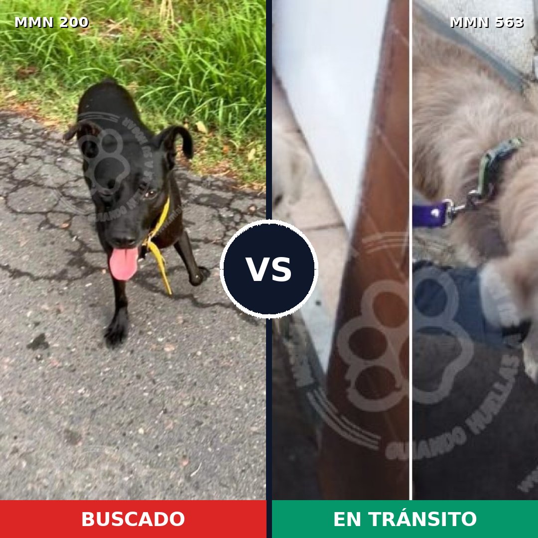 Comparativa MMS 4853: mascota perdida y mascota encontrada, 51% de similitud