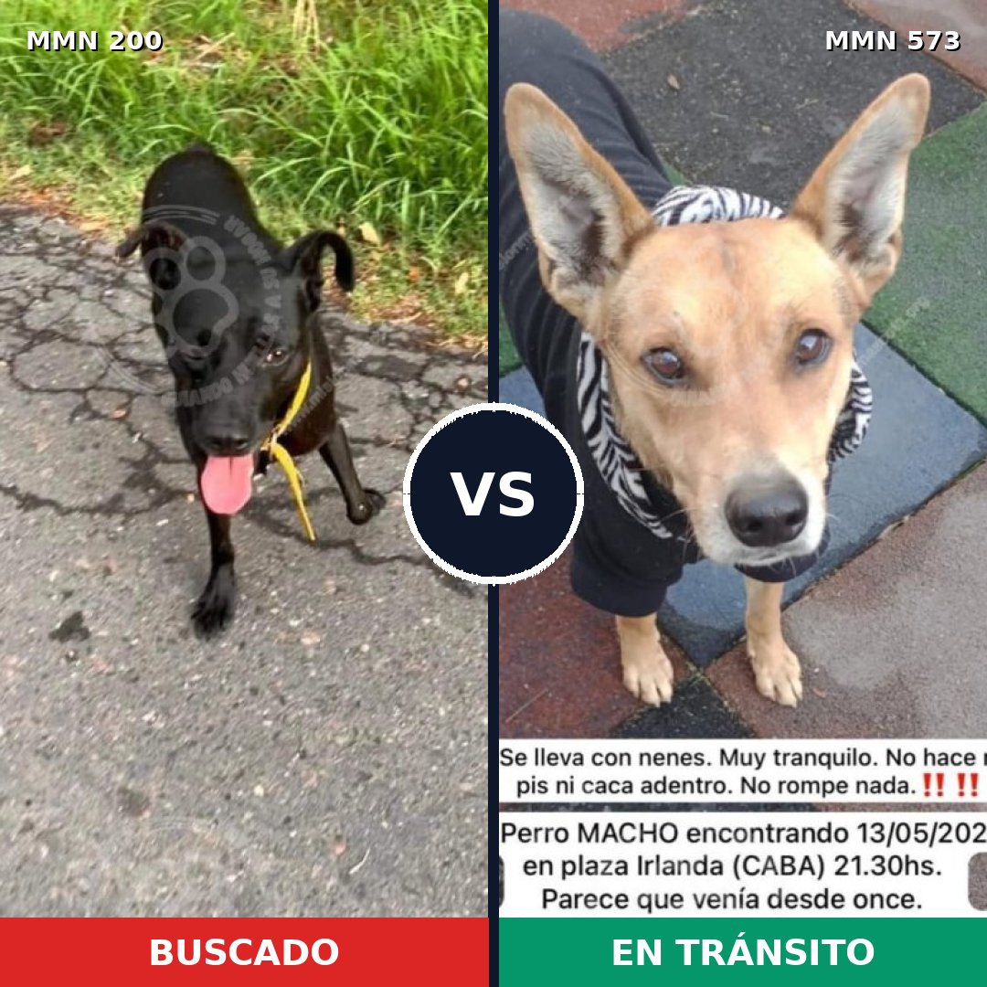 Comparativa MMS 4854: mascota perdida y mascota encontrada, 63% de similitud