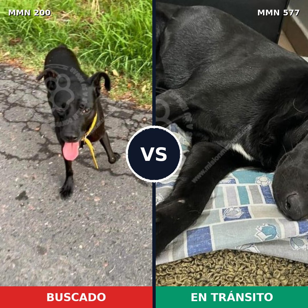 Comparativa MMS 4855: mascota perdida y mascota encontrada, 82% de similitud