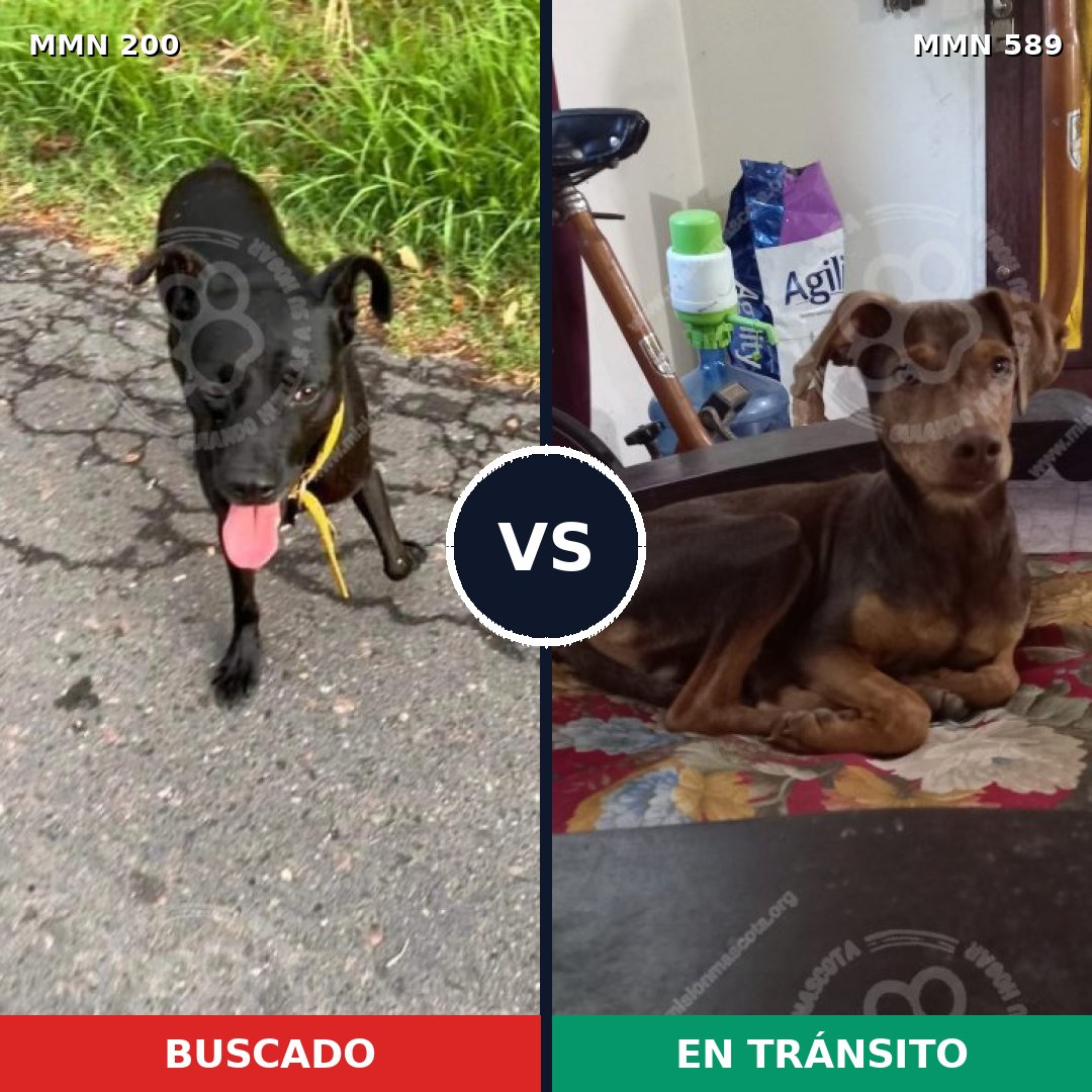 Comparativa MMS 4857: mascota perdida y mascota encontrada, 7% de similitud