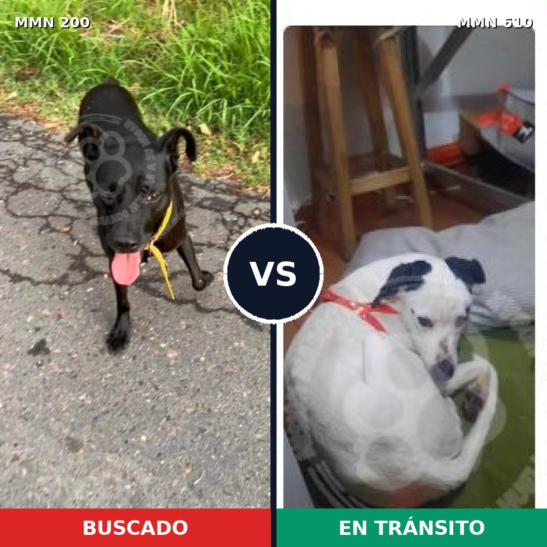 Comparativa MMS 4858: mascota perdida y mascota encontrada, 86% de similitud