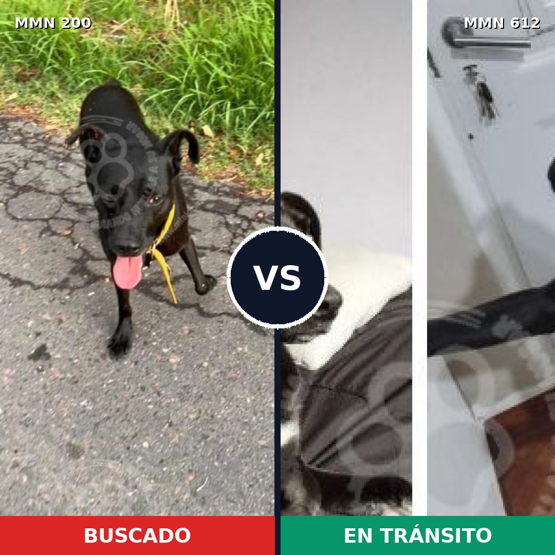 Comparativa MMS 4859: mascota perdida y mascota encontrada, 82% de similitud