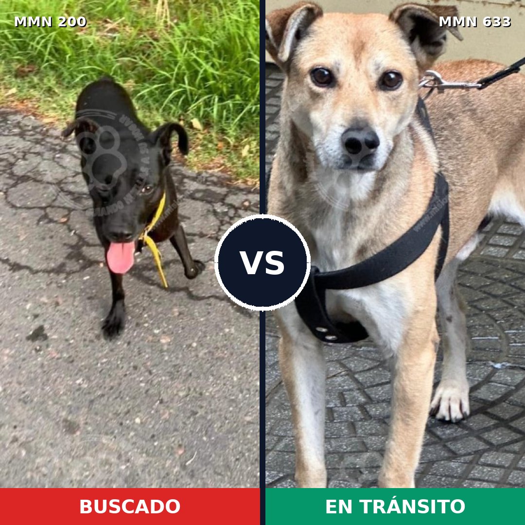 Comparativa MMS 4860: mascota perdida y mascota encontrada, 61% de similitud