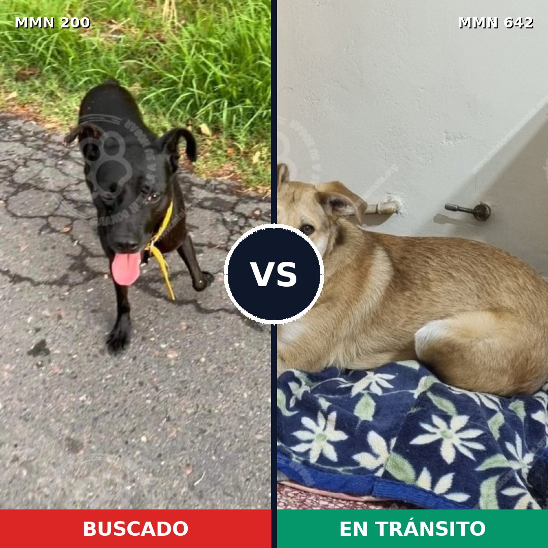 Comparativa MMS 4861: mascota perdida y mascota encontrada, 10% de similitud