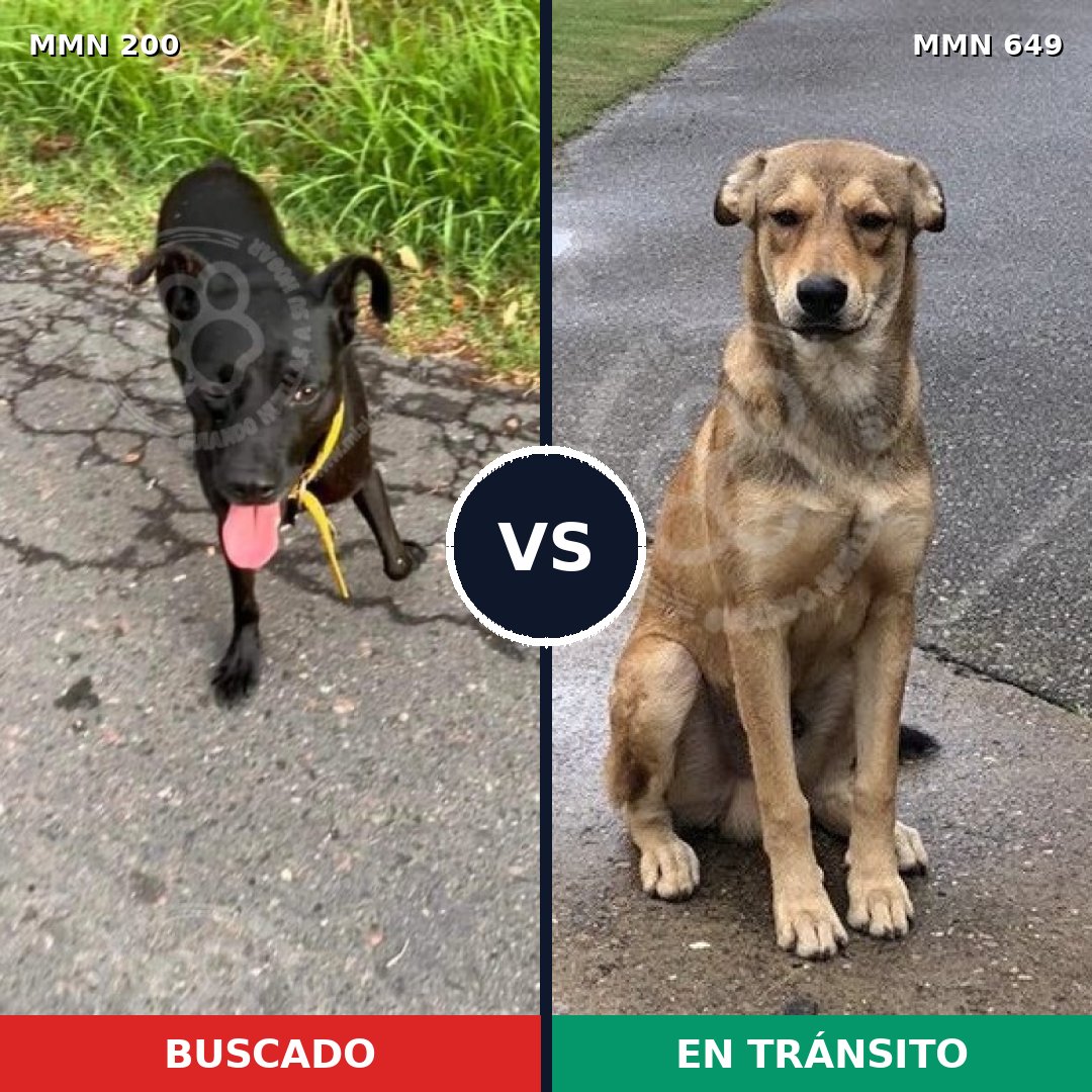Comparativa MMS 4862: mascota perdida y mascota encontrada, 4% de similitud