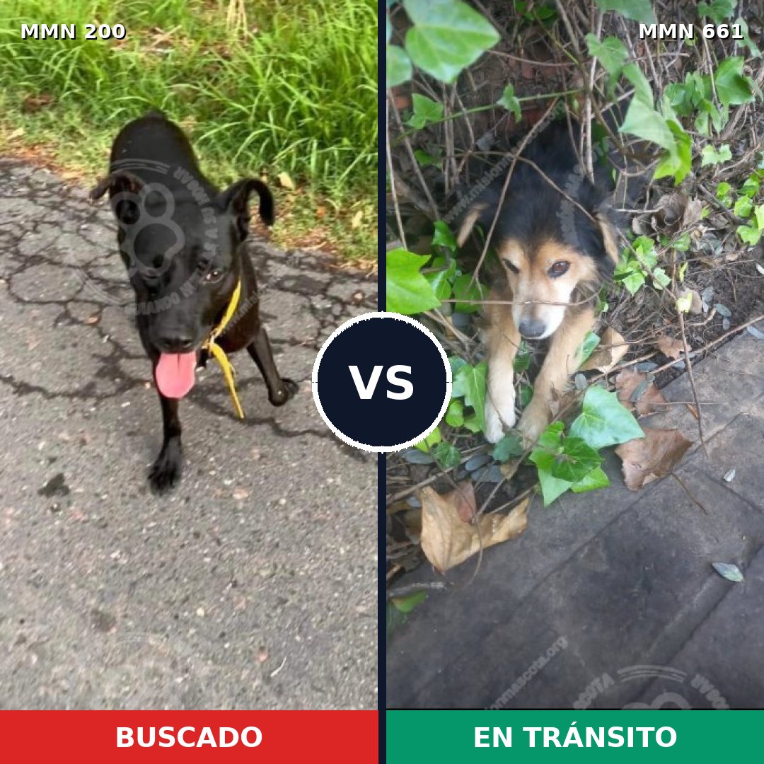 Comparativa MMS 4863: mascota perdida y mascota encontrada, 10% de similitud