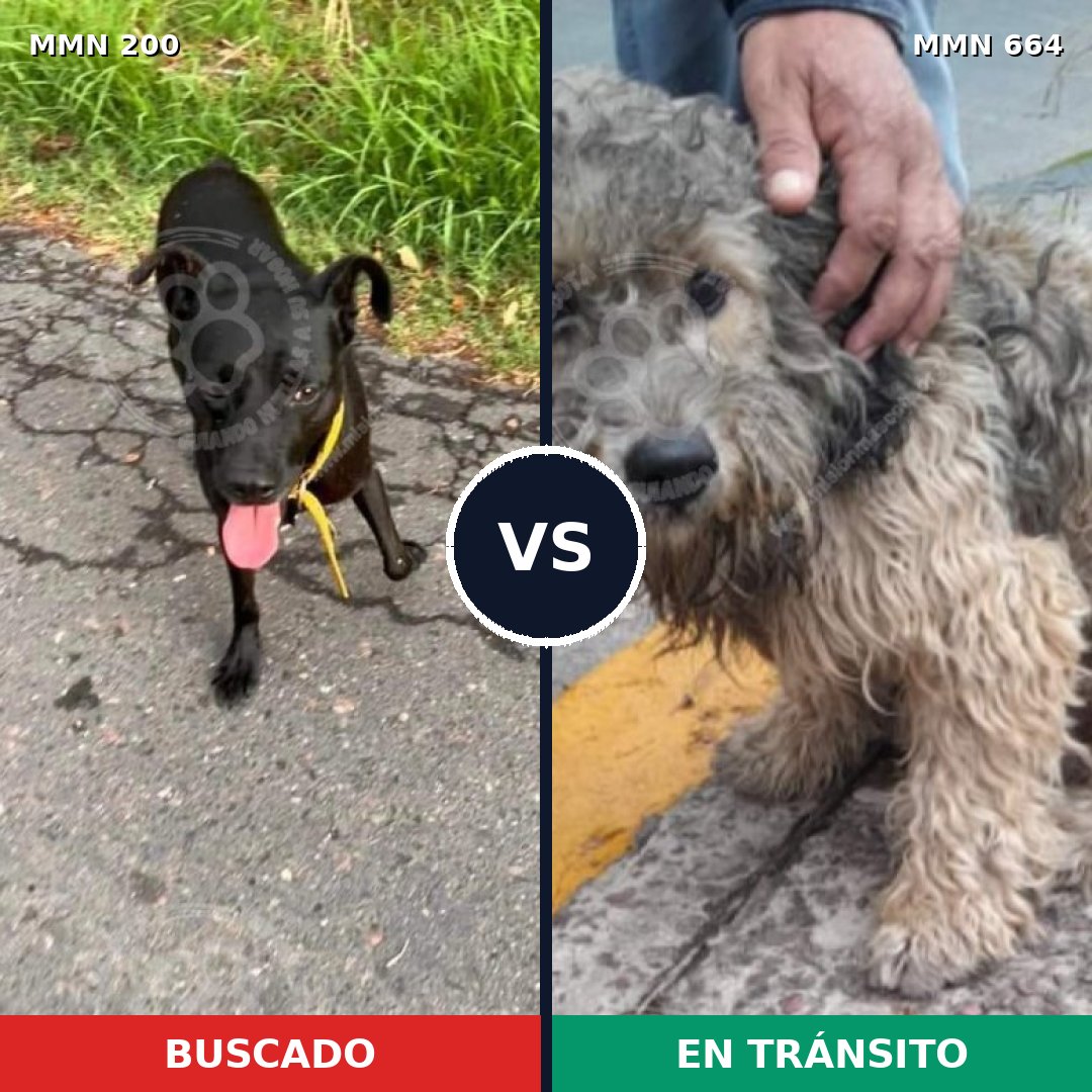 Comparativa MMS 4864: mascota perdida y mascota encontrada, 48% de similitud