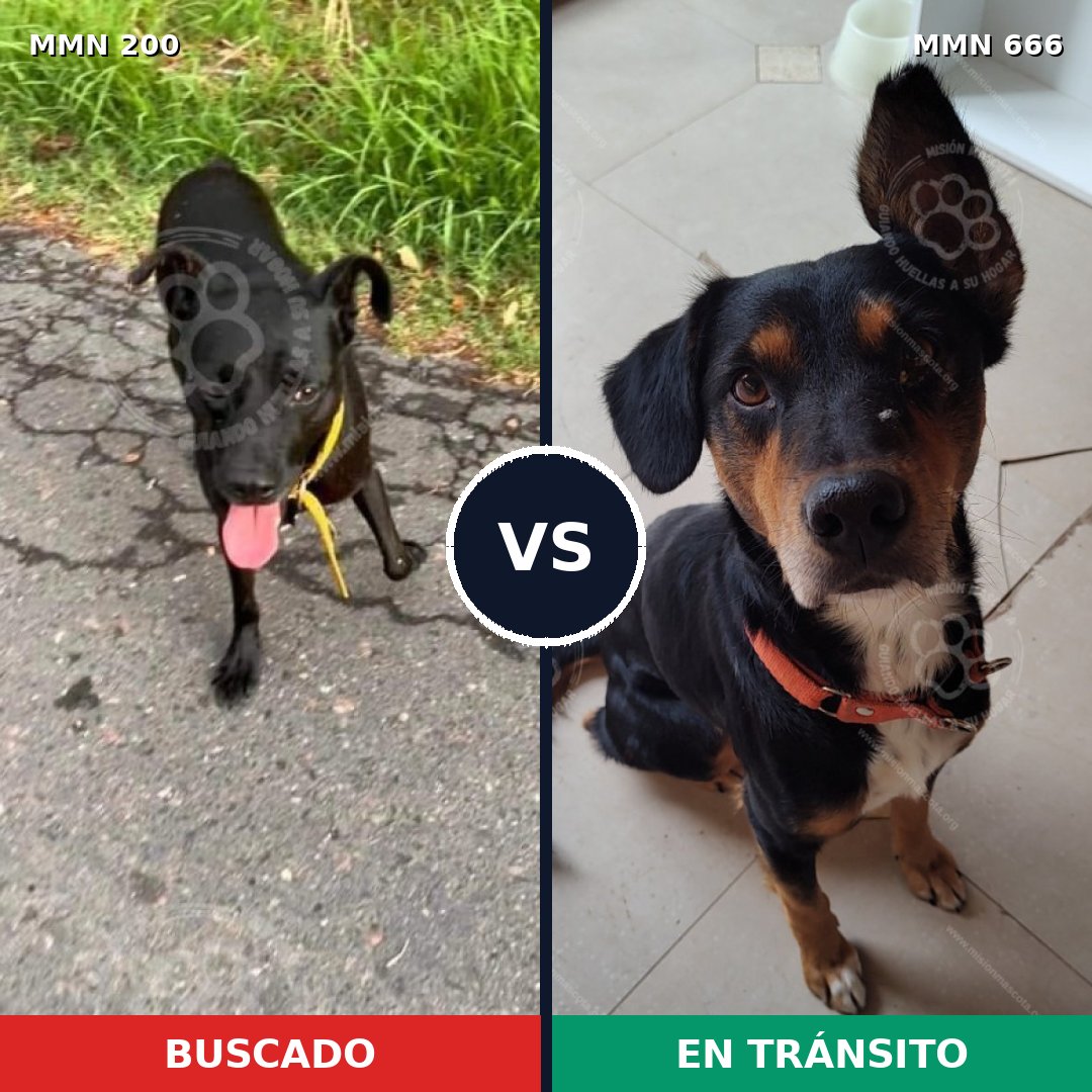 Comparativa MMS 4865: mascota perdida y mascota encontrada, 57% de similitud