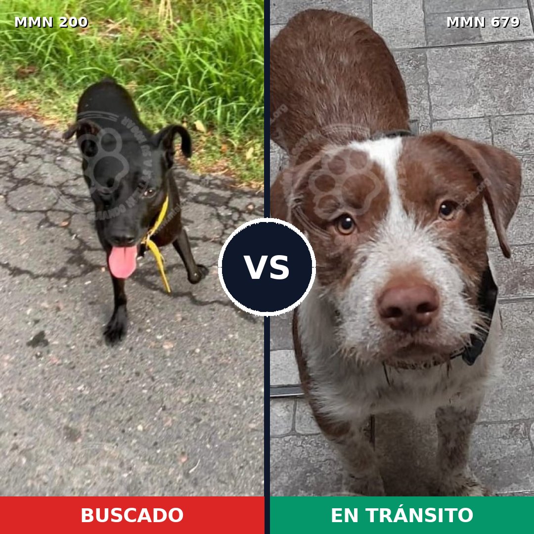 Comparativa MMS 4866: mascota perdida y mascota encontrada, 23% de similitud