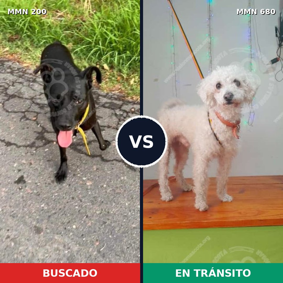 Comparativa MMS 4867: mascota perdida y mascota encontrada, 44% de similitud