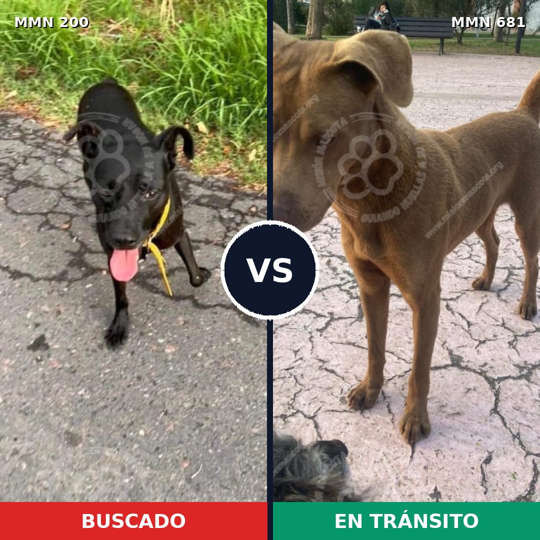 Comparativa MMS 4868: mascota perdida y mascota encontrada, 12% de similitud