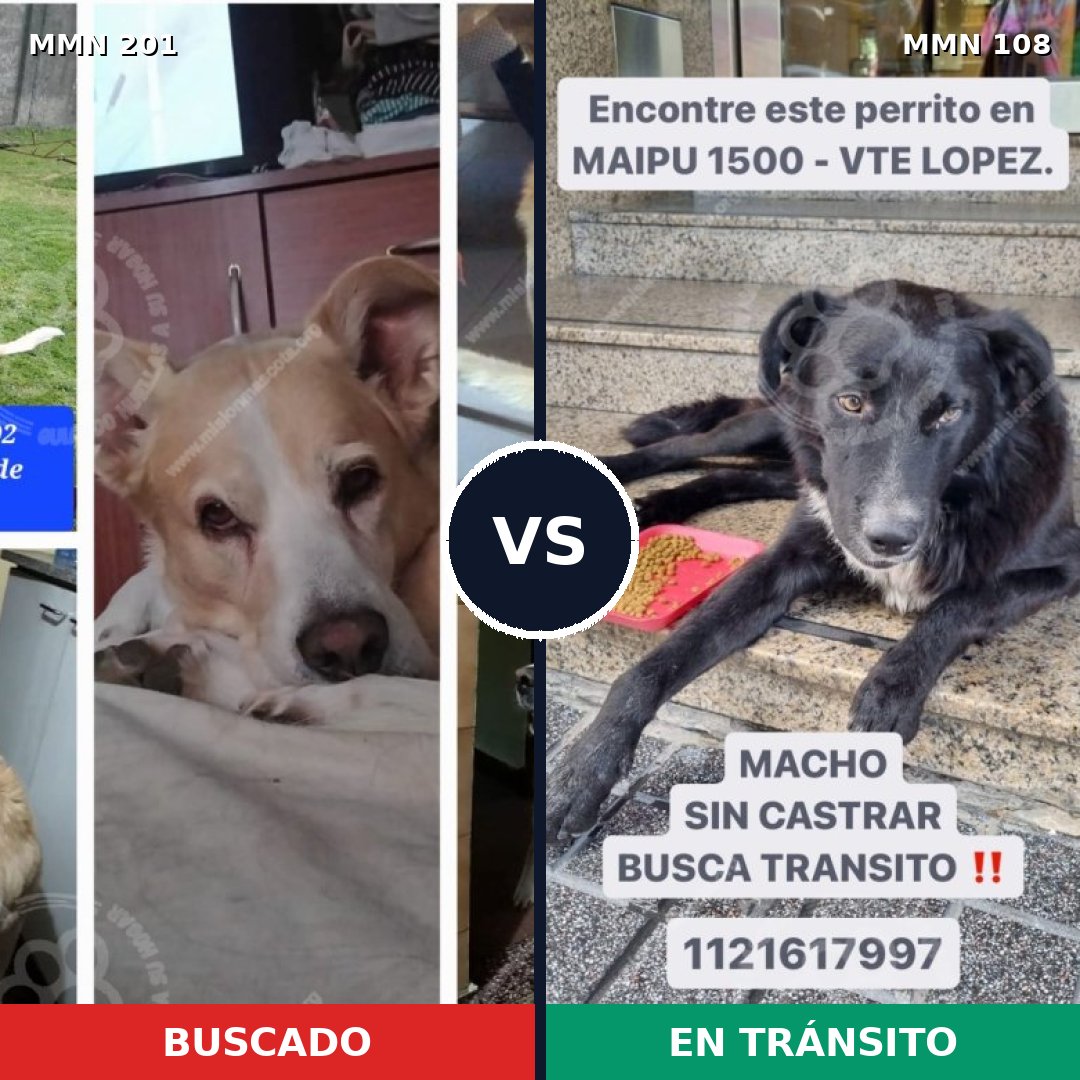Comparativa MMS 4869: mascota perdida y mascota encontrada, 55% de similitud