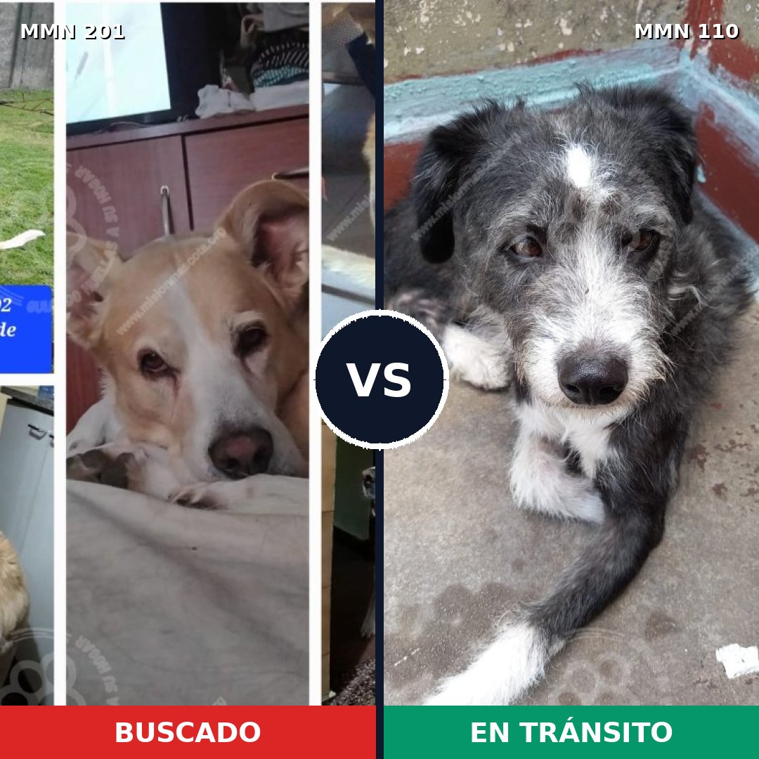 Comparativa MMS 4870: mascota perdida y mascota encontrada, 57% de similitud
