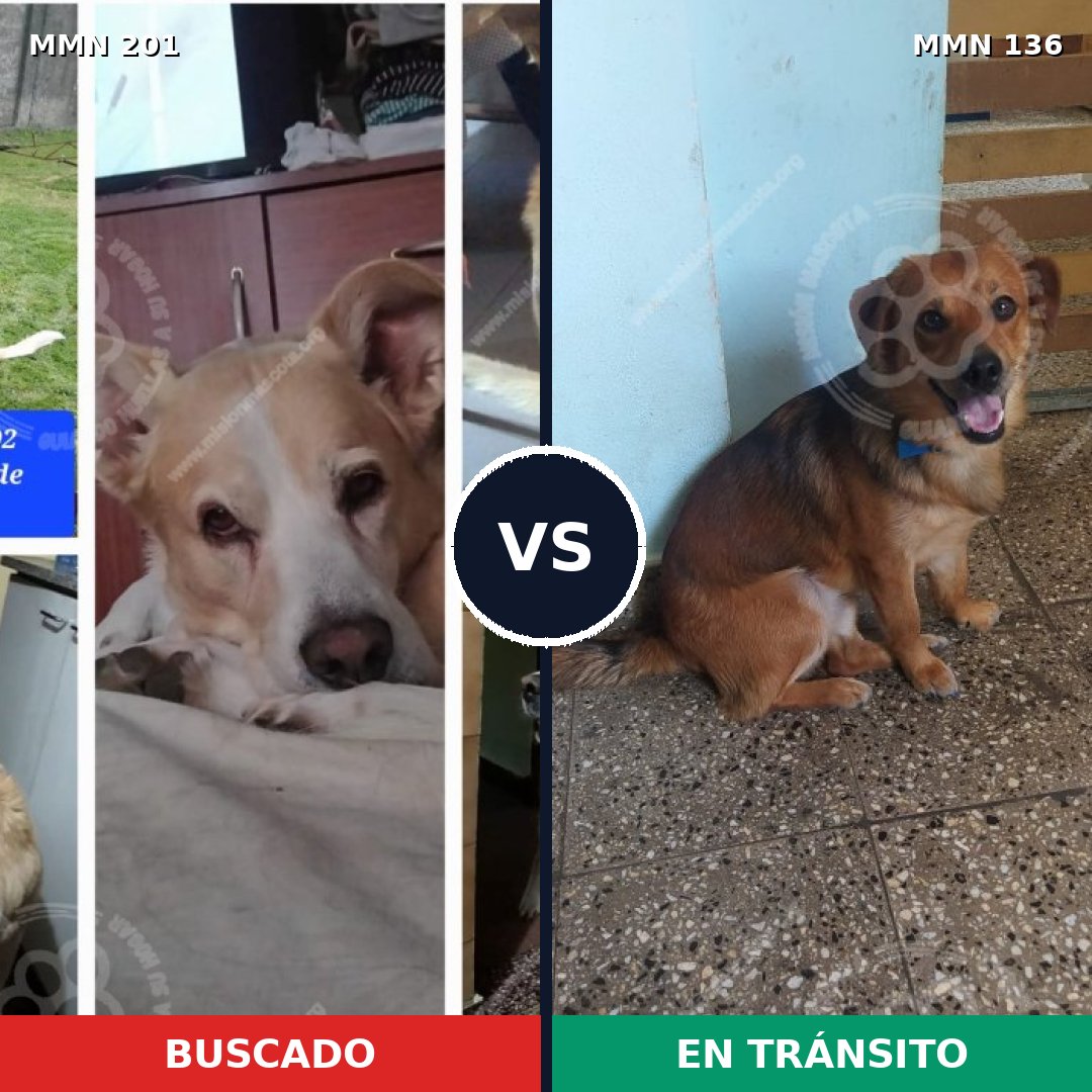 Comparativa MMS 4871: mascota perdida y mascota encontrada, 50% de similitud