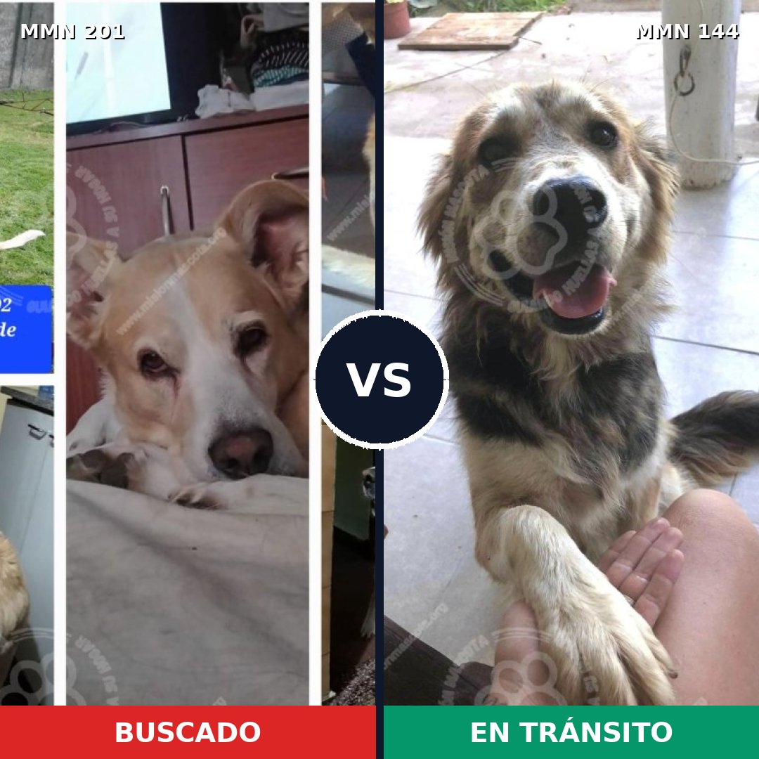 Comparativa MMS 4872: mascota perdida y mascota encontrada, 53% de similitud