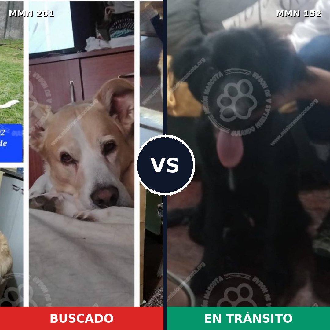 Comparativa MMS 4873: mascota perdida y mascota encontrada, 52% de similitud