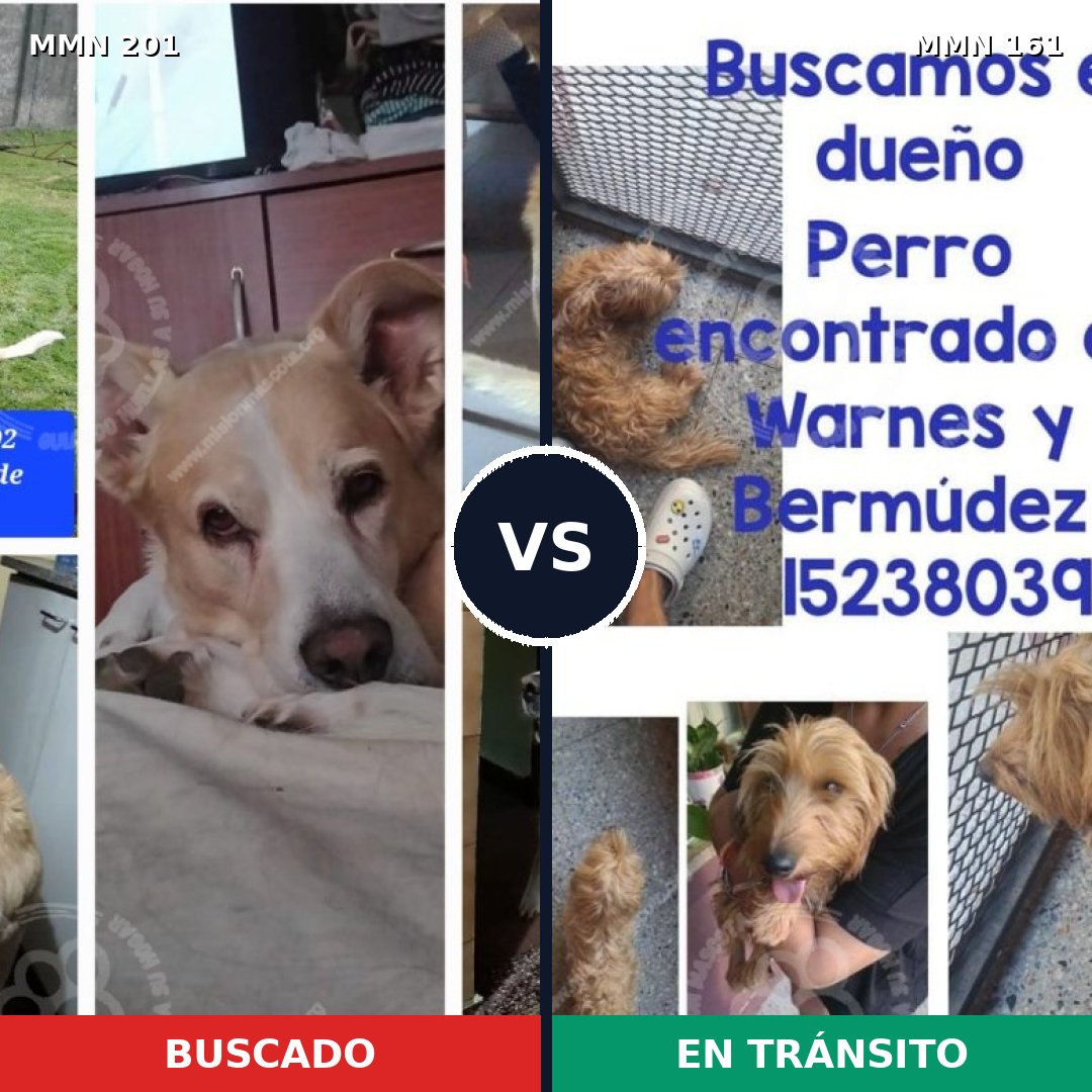 Comparativa MMS 4874: mascota perdida y mascota encontrada, 54% de similitud