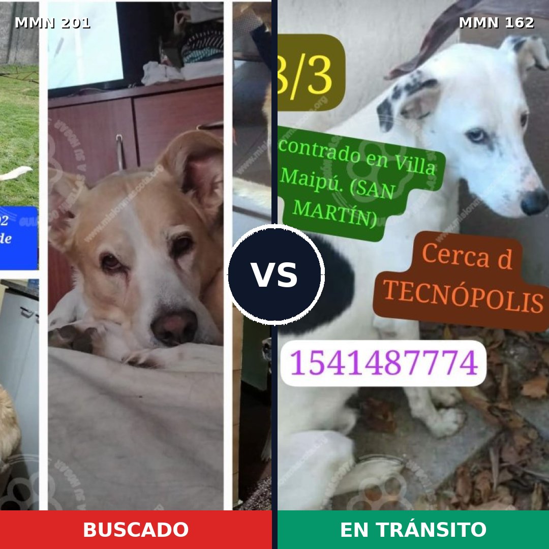 Comparativa MMS 4875: mascota perdida y mascota encontrada, 61% de similitud