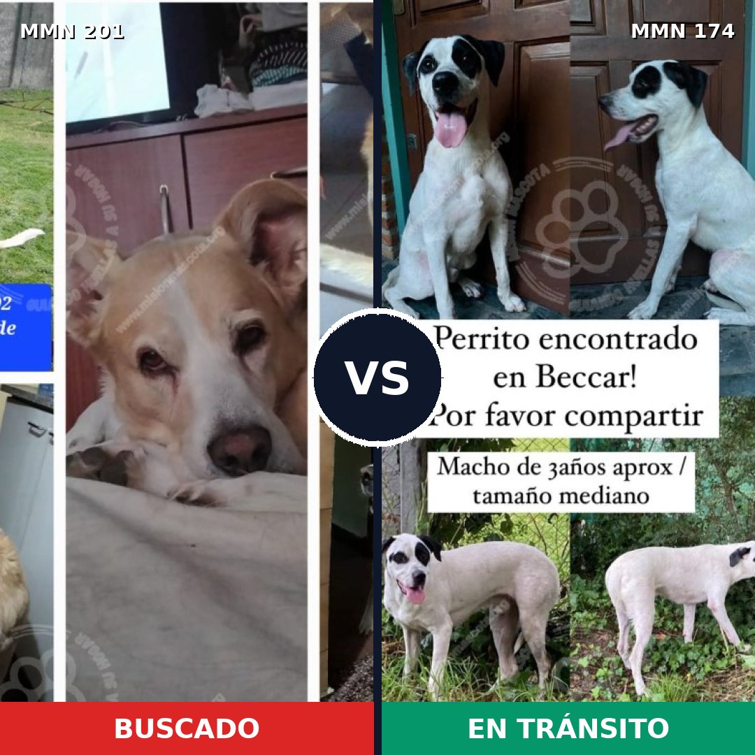 Comparativa MMS 4876: mascota perdida y mascota encontrada, 59% de similitud