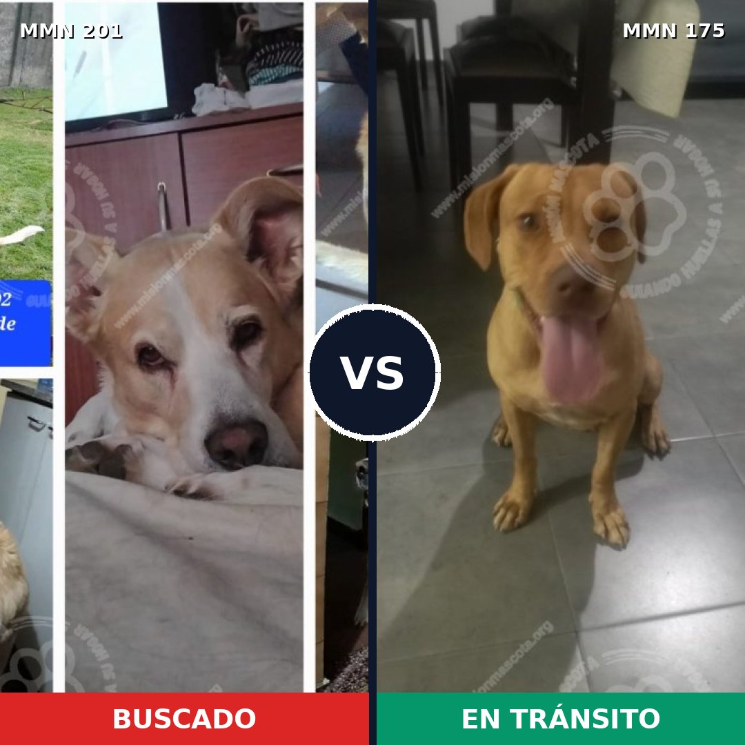 Comparativa MMS 4877: mascota perdida y mascota encontrada, 59% de similitud