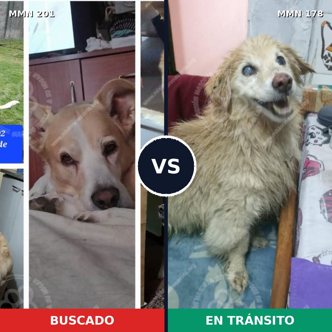 Comparativa MMS 4878: mascota perdida y mascota encontrada, 62% de similitud