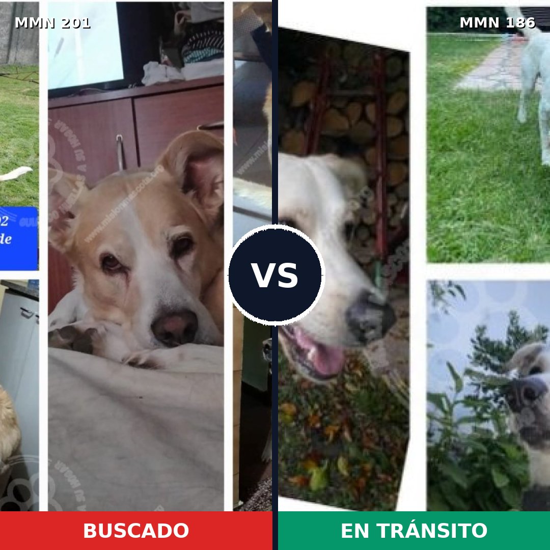 Comparativa MMS 4880: mascota perdida y mascota encontrada, 47% de similitud