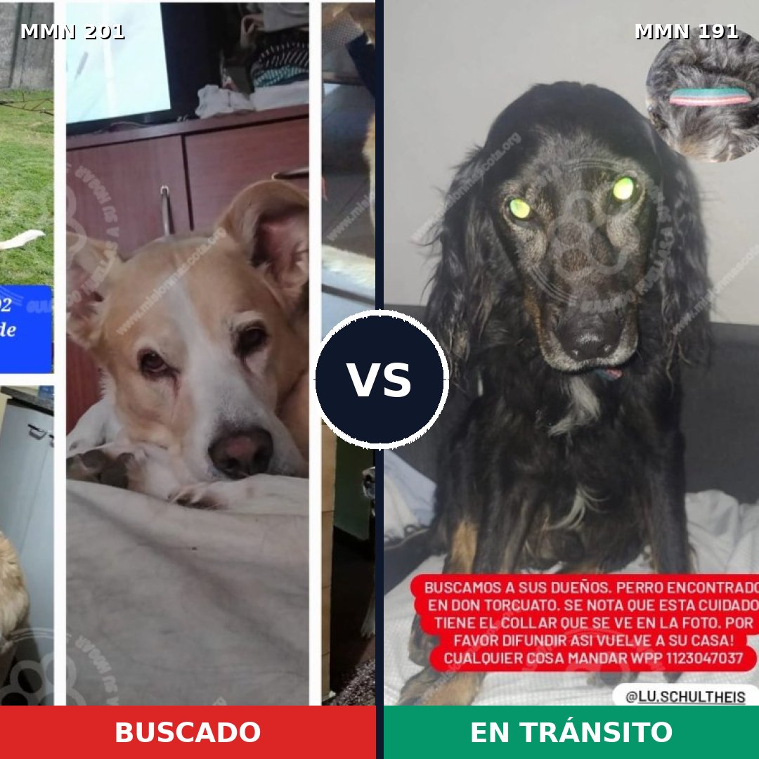 Comparativa MMS 4881: mascota perdida y mascota encontrada, 57% de similitud