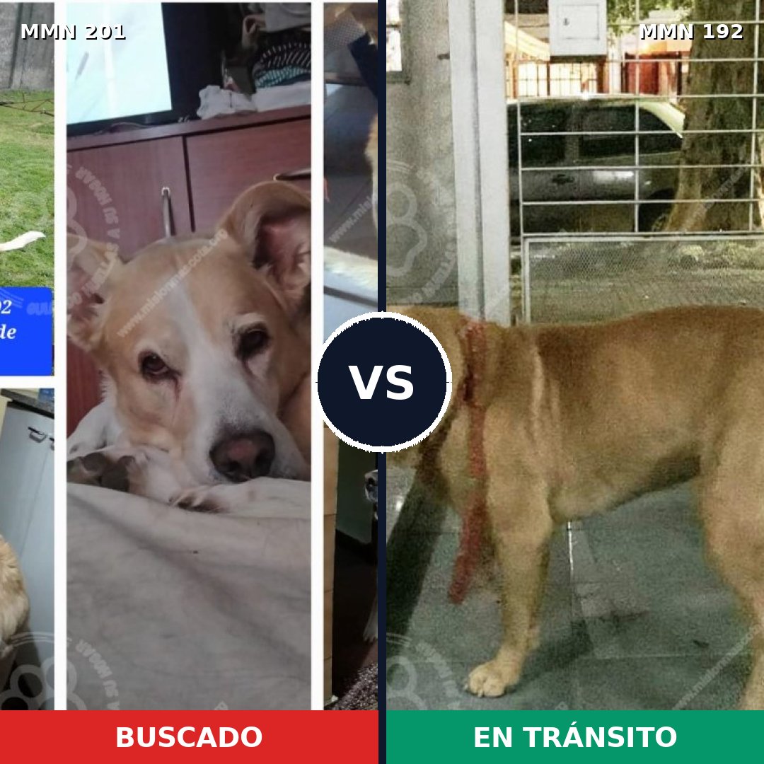 Comparativa MMS 4882: mascota perdida y mascota encontrada, 59% de similitud