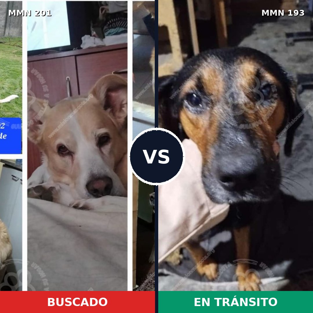 Comparativa MMS 4883: mascota perdida y mascota encontrada, 51% de similitud