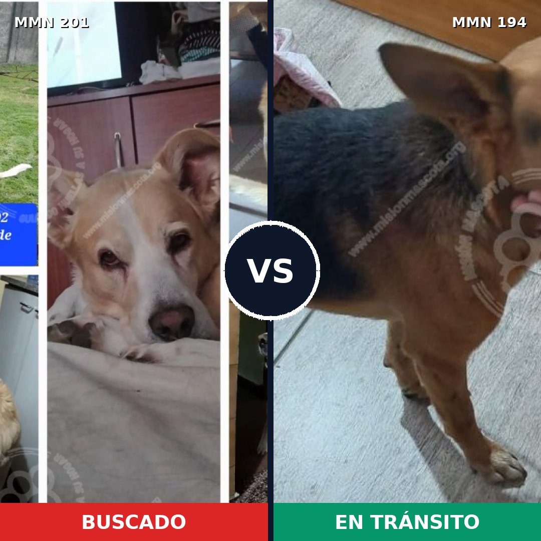 Comparativa MMS 4884: mascota perdida y mascota encontrada, 54% de similitud