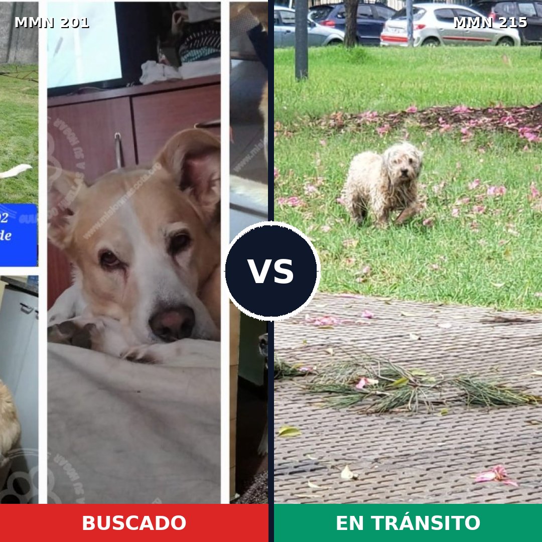 Comparativa MMS 4886: mascota perdida y mascota encontrada, 51% de similitud