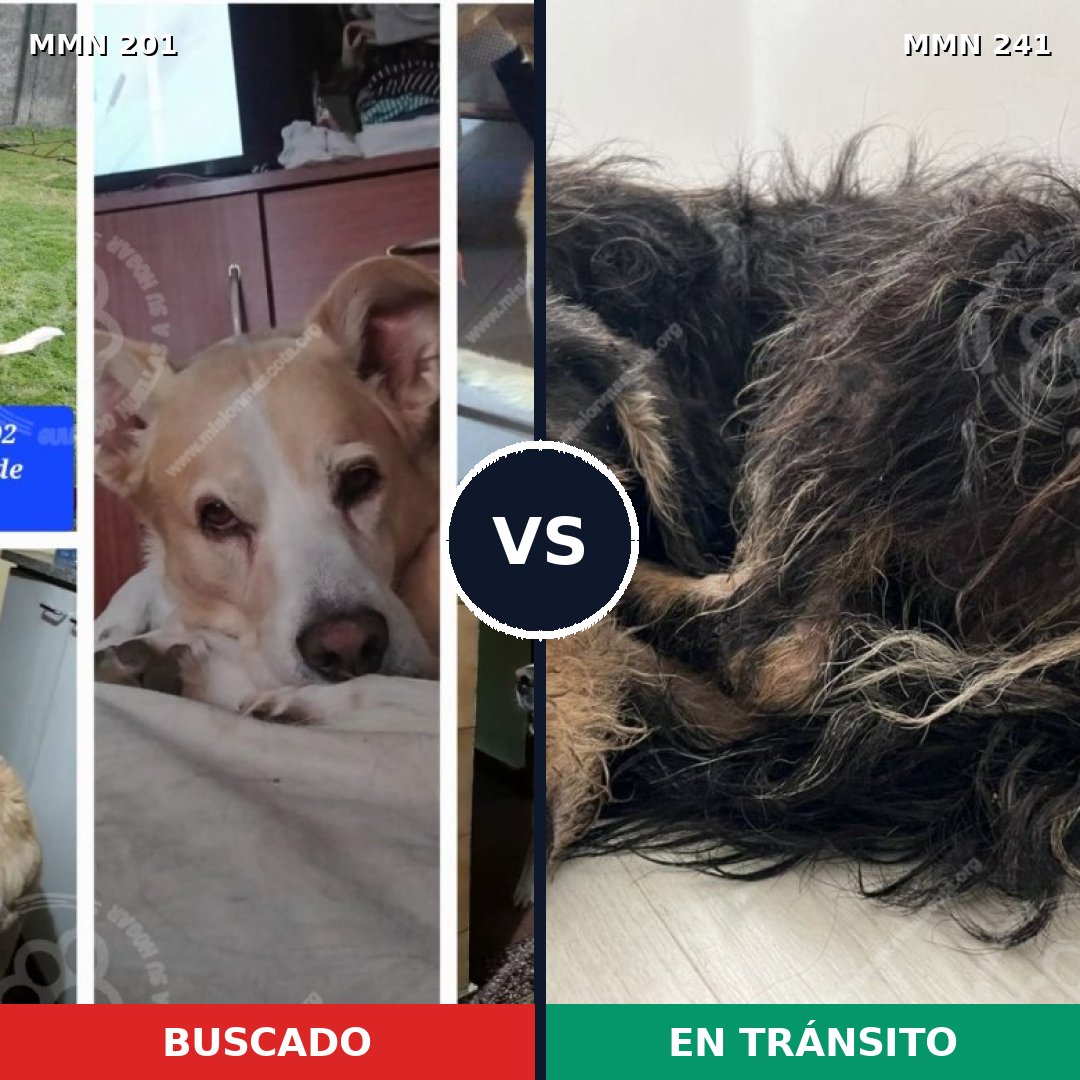 Comparativa MMS 4888: mascota perdida y mascota encontrada, 44% de similitud