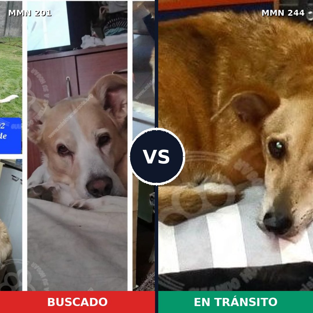 Comparativa MMS 4889: mascota perdida y mascota encontrada, 54% de similitud