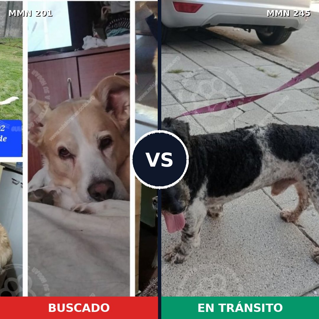 Comparativa MMS 4890: mascota perdida y mascota encontrada, 58% de similitud