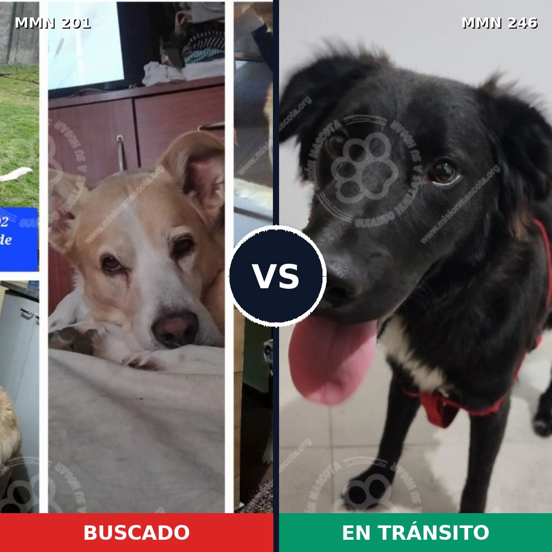 Comparativa MMS 4891: mascota perdida y mascota encontrada, 55% de similitud