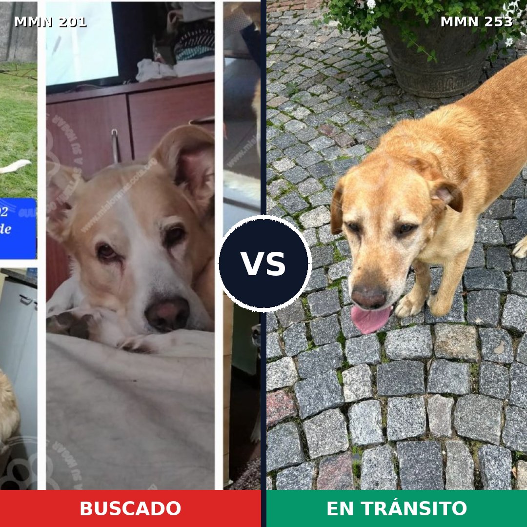 Comparativa MMS 4892: mascota perdida y mascota encontrada, 63% de similitud
