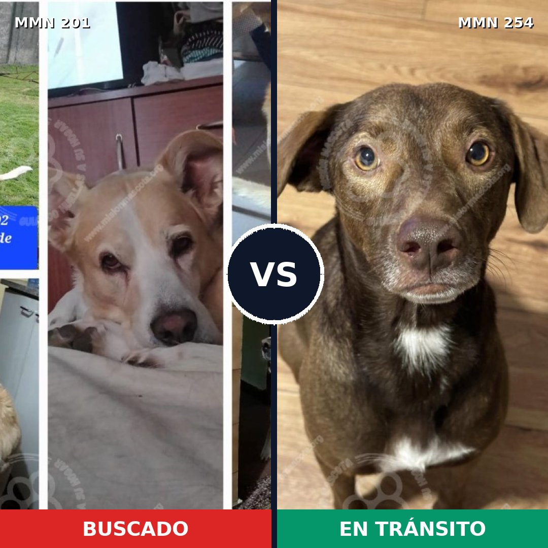 Comparativa MMS 4893: mascota perdida y mascota encontrada, 53% de similitud