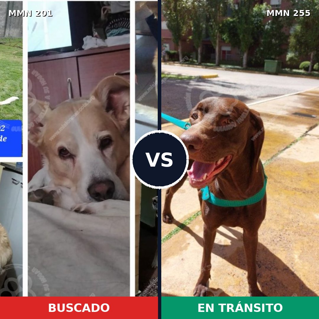 Comparativa MMS 4894: mascota perdida y mascota encontrada, 59% de similitud