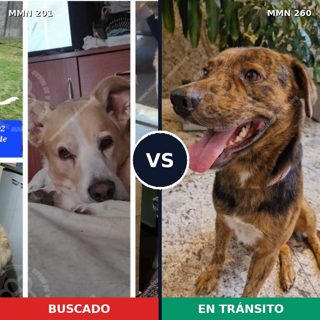Comparativa MMS 4895: mascota perdida y mascota encontrada, 62% de similitud