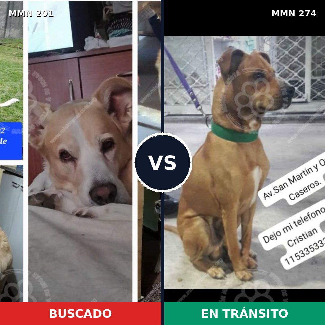 Comparativa MMS 4897: mascota perdida y mascota encontrada, 57% de similitud