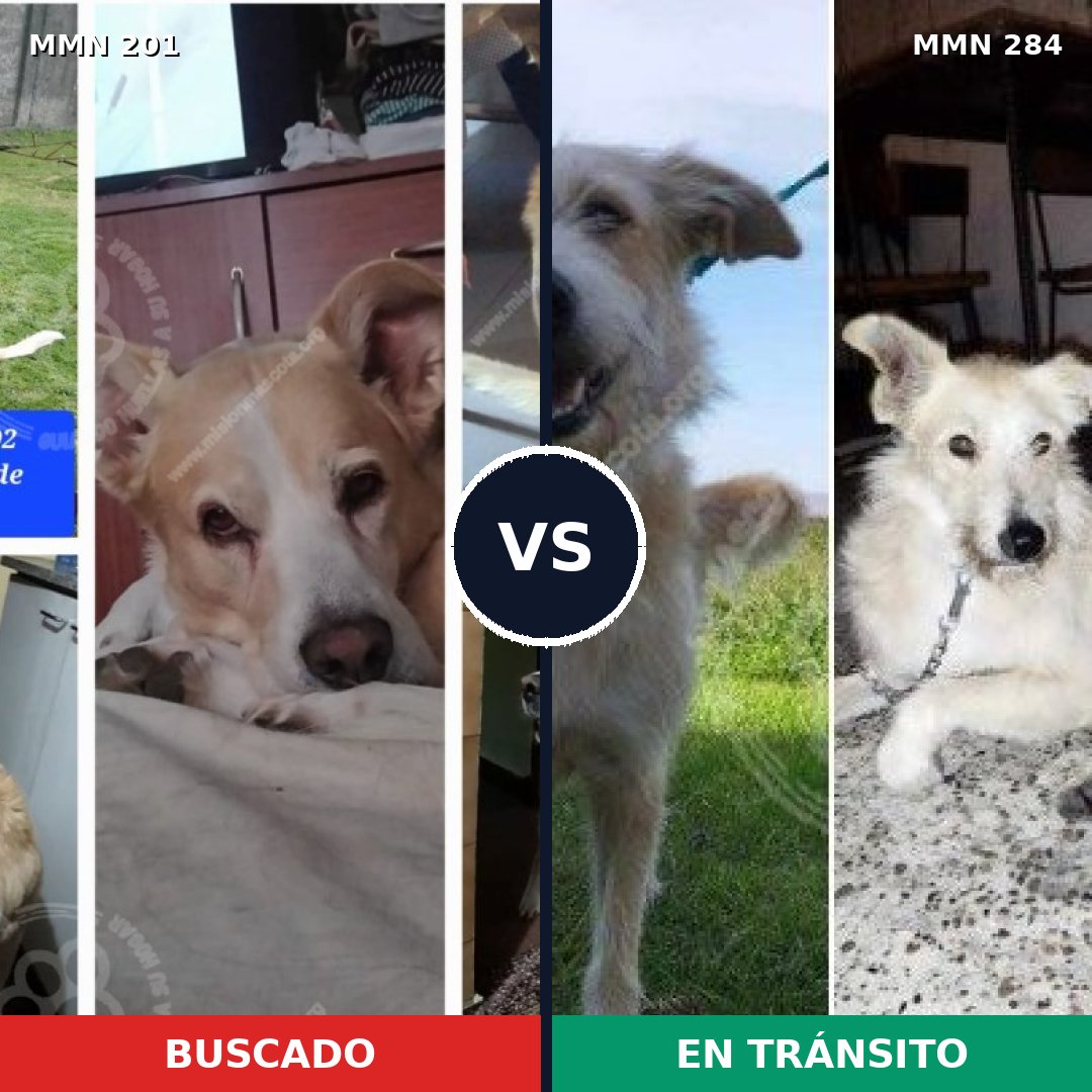 Comparativa MMS 4898: mascota perdida y mascota encontrada, 63% de similitud